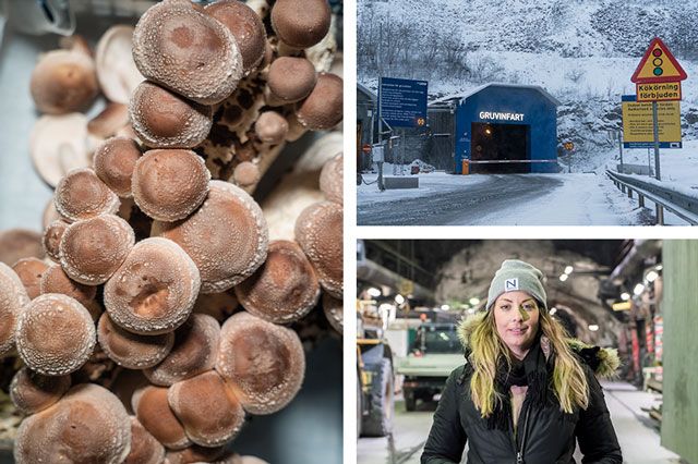 Shiitake - delikatess från Asien! Frida Ronge