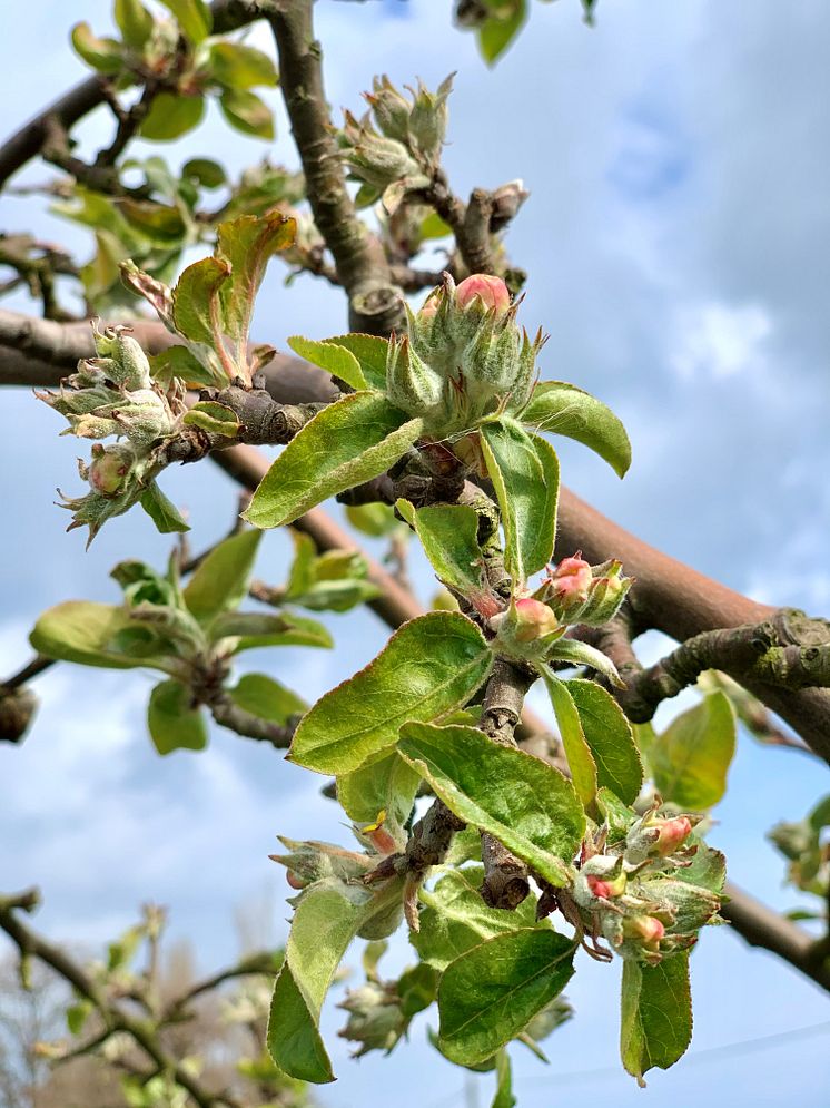 Äppelblomma, Gravenstein