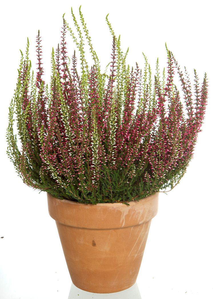 Calluna vulgaris - ljung i kruka