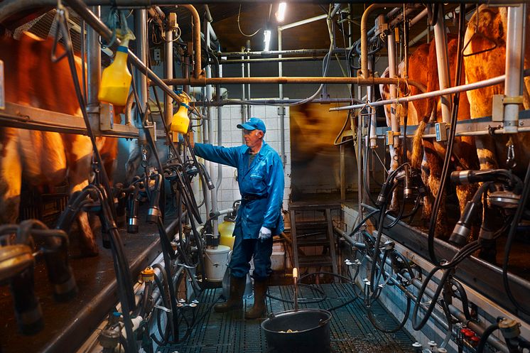 Arla farmer milking cows