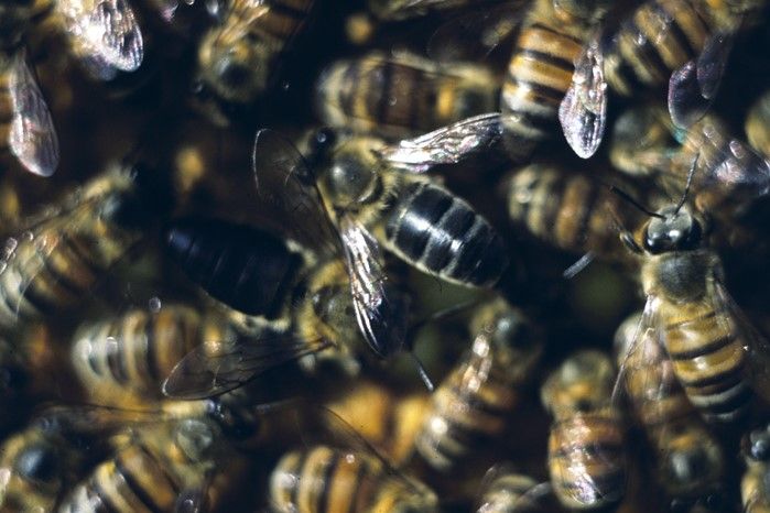 Cape bees