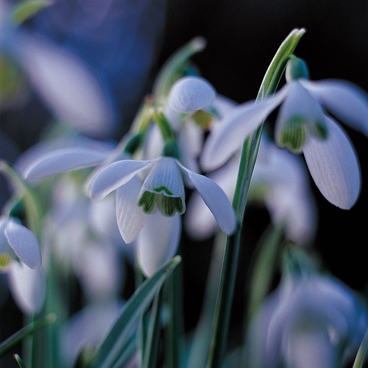 Snödroppar, Galanthus