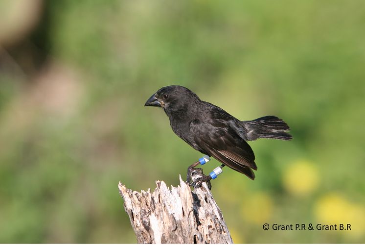 Medium ground finch