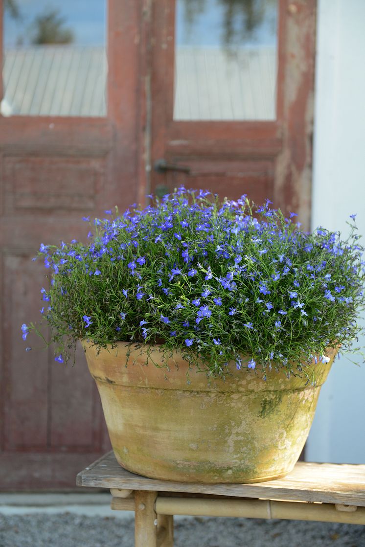 Lobelia_Springs_Dark Blue Impr._2024