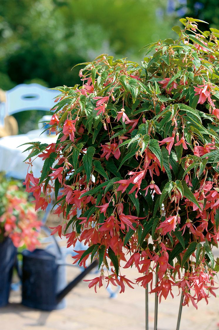 Begonia boliviensis Summerwings Boliviabegonia 