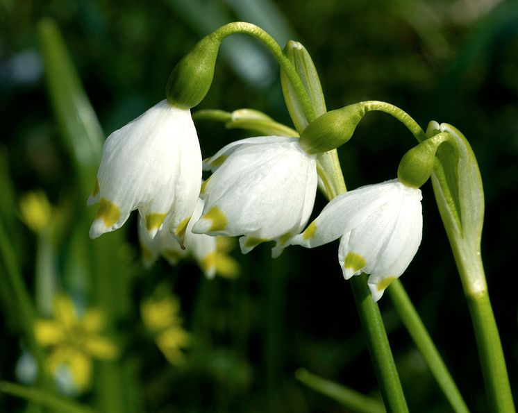 Snöklocka Leucojum vernum 