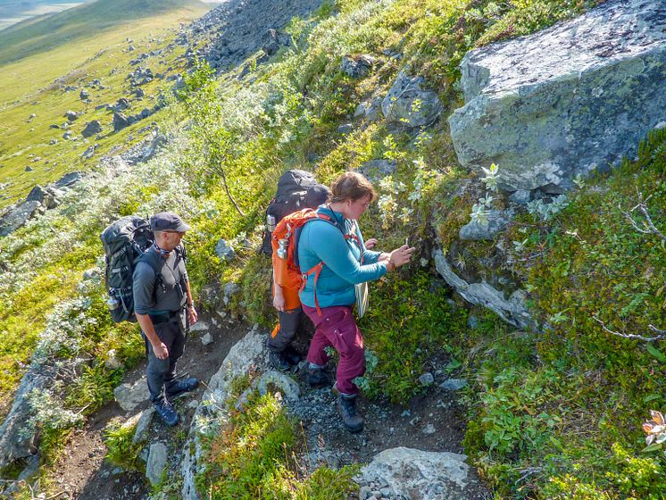 Tätört på Lulep Gierkav