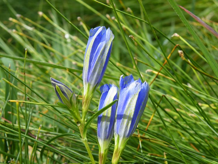 Klockgentiana