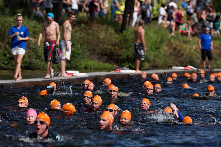 Simmare på upploppet i Västerdalälven