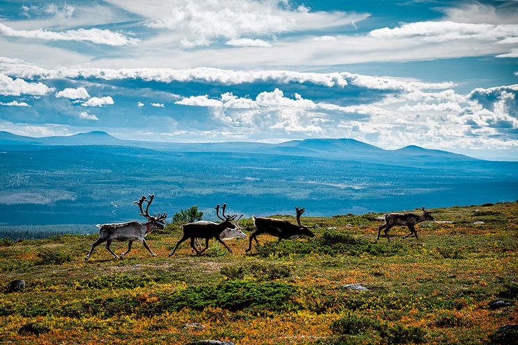 Sommar i Lofsdalen_Anton Karlsson27