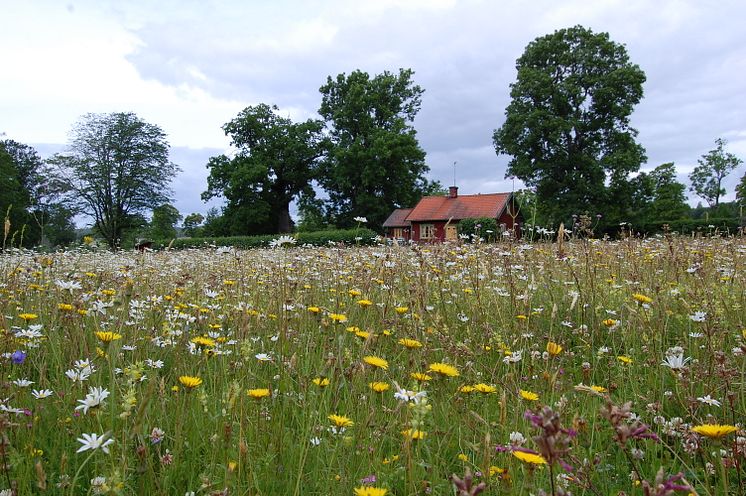 Ängsfrö_Motala