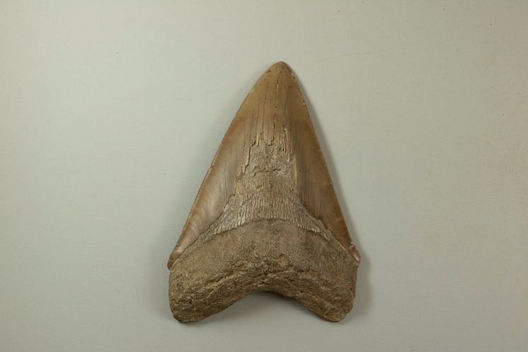 Otodus megalodon