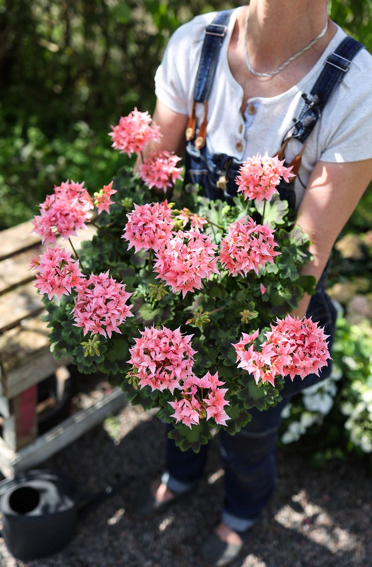Årets Pelargon 2025 3 Pelargonium Summer Twist Rose foto annikasnaturligating.jpg