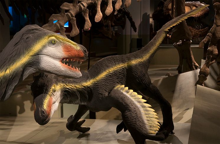 Nya modeller - Velociraptor