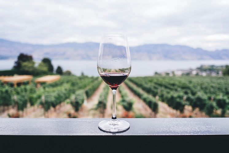 Greece_wineyard.jpg