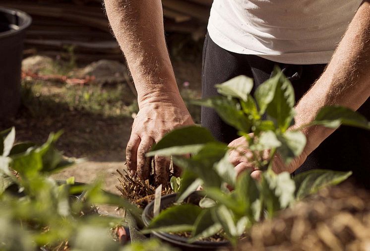 Schafwollpellets-dienen-der-Landwirtschaft-als-gesunder-Dünger.jpg