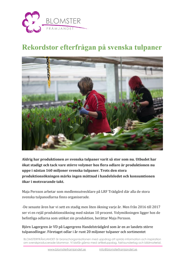 ​Rekordstor efterfrågan på svenska tulpaner
