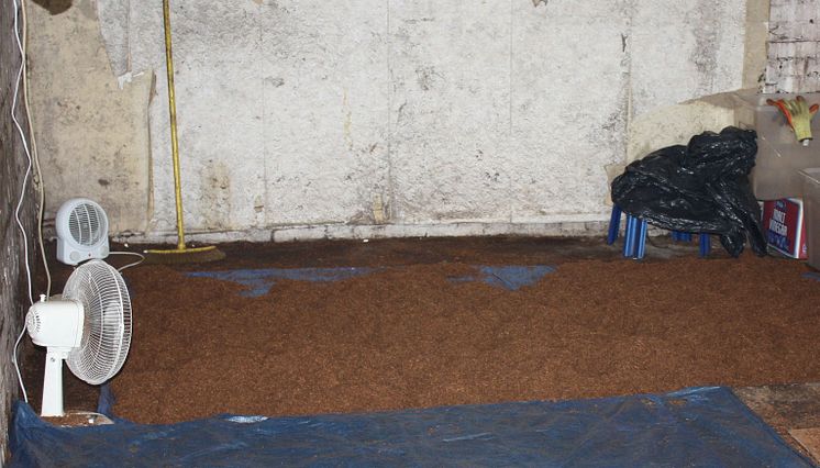 Tobacco on floor at farm in Leighton buzzard