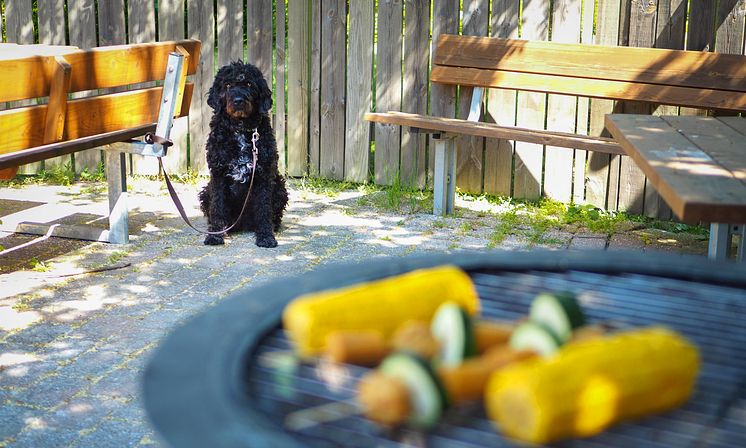 GrillaSäkertSvelandDjurförsäkringar