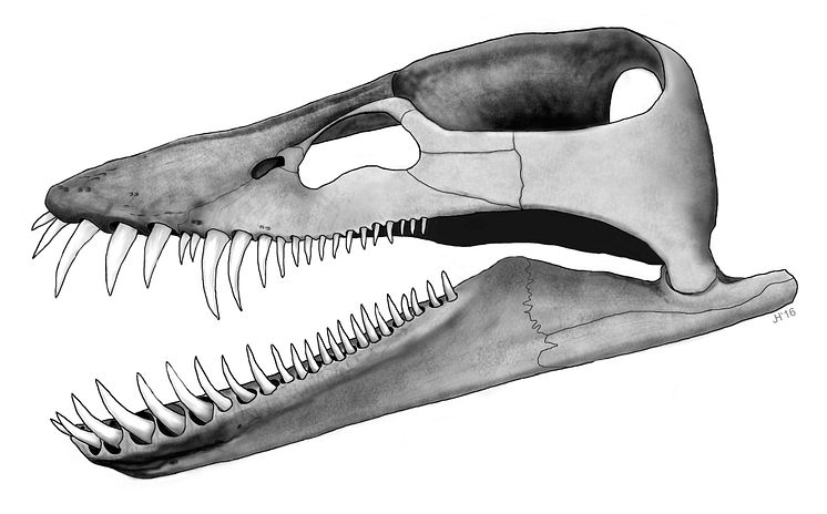 Skull reconstruction of Lagenanectes richterae