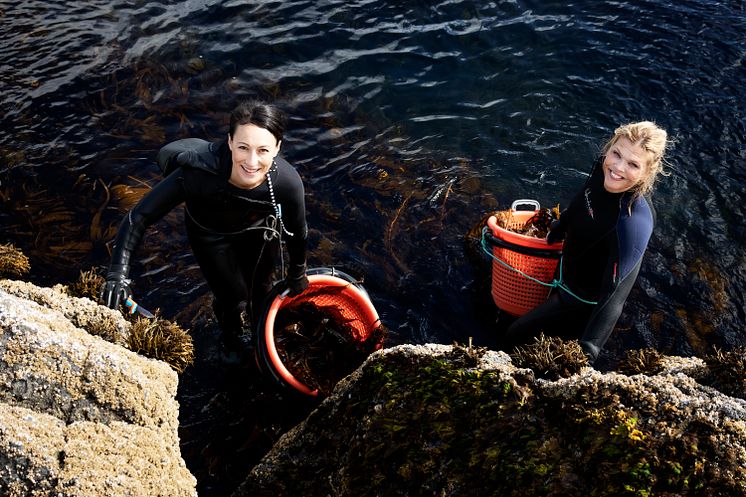 Lofoten Seaweed ist erstmal auf der Anuga vertreten und zeigt wie lecker Algen als Zutat und Gewürz sein können.