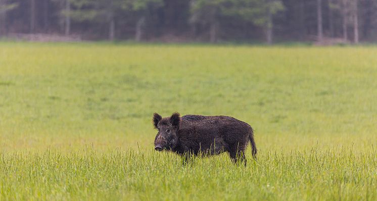 Afrikansk svinpest: svensk forskning om smittsäkring av grisgårdar