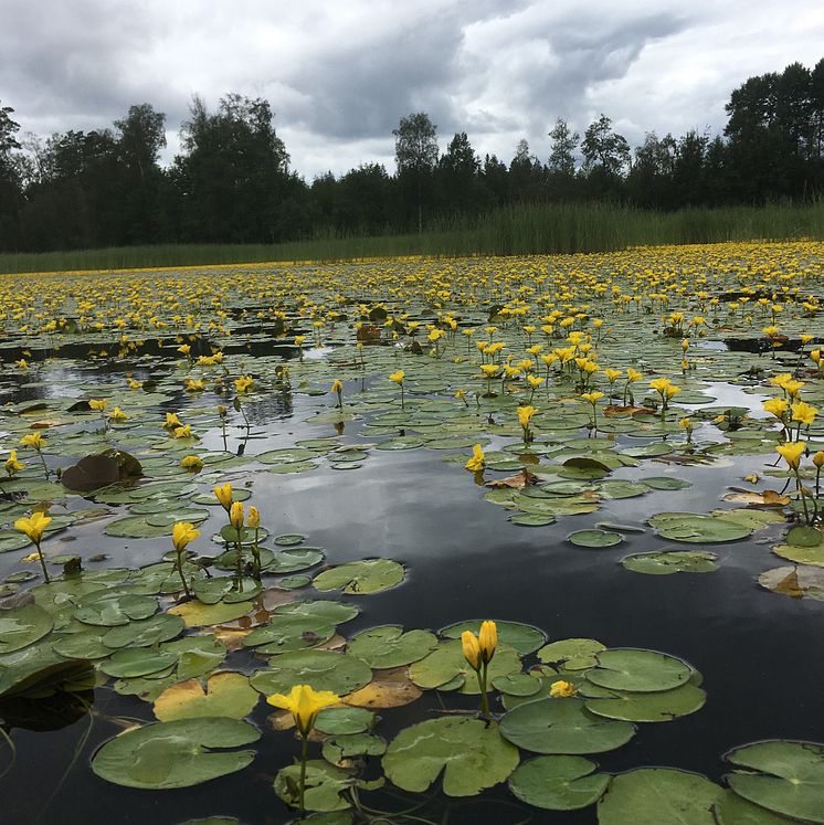 Sjögull, på latin Nymphoides peltata