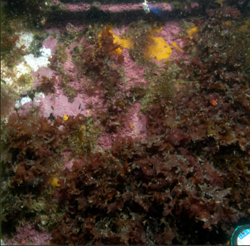 Hardbunn Smeerenburgfjorden