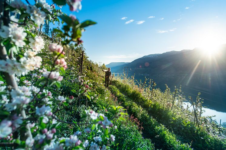 Fjord Cruise Hardanger kan kombineres med sidergårdbesøk