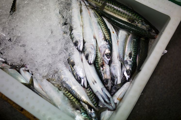 Åter tillåtet att fiska med krok på kustkvoten 