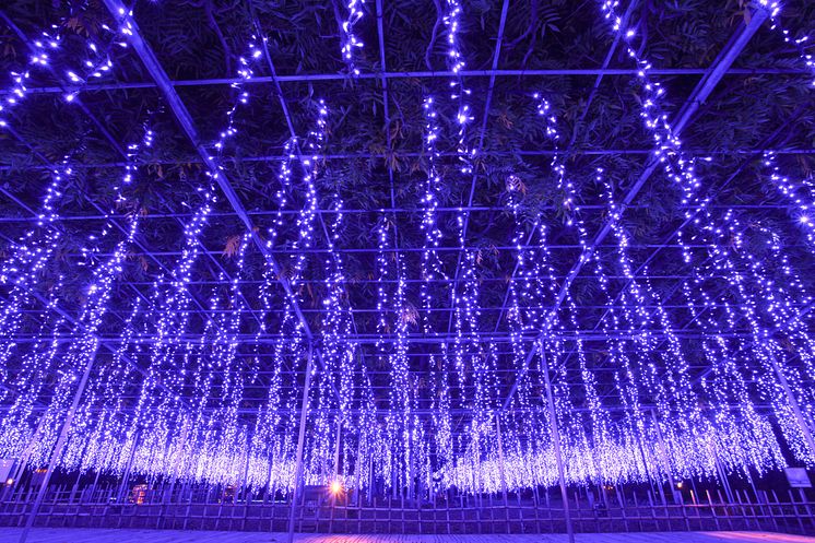 Great Purple Wisteria Lights @ Ashikaga Flower Park