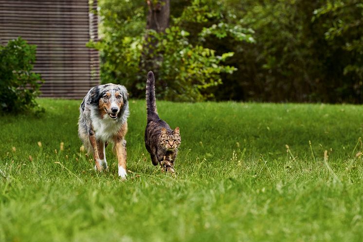 Hund und Katze im Garten.JPEG