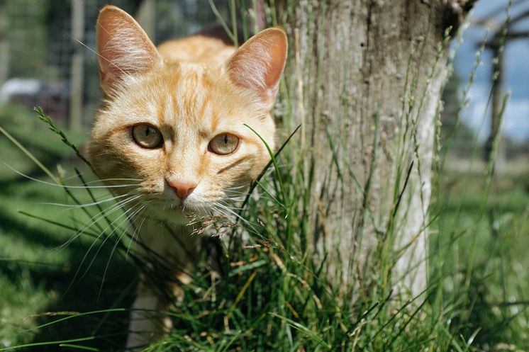 Pressbild, Katten Gusten på Tassalyckan