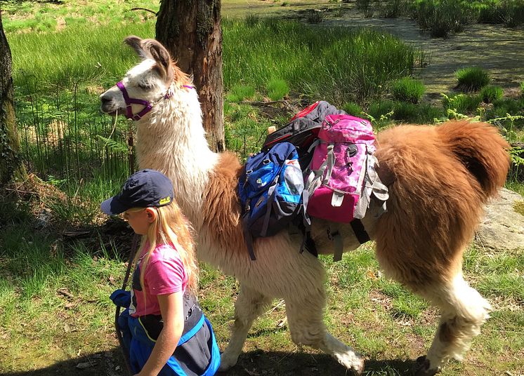 Lama-Trekking im Tessin