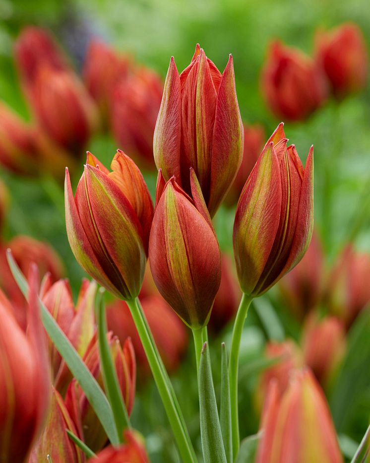 Botanisk tulpan 'Mara'.jpg