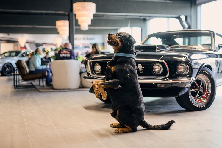 Mustang 60 år feiring Bilfabrikken 2024 (25).jpg