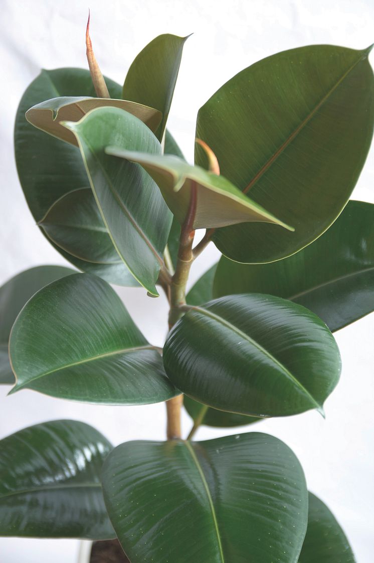 Fönsterfikus, Ficus elastica