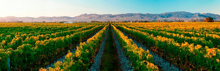 Sunrise on Stoneleigh vineyard panorama