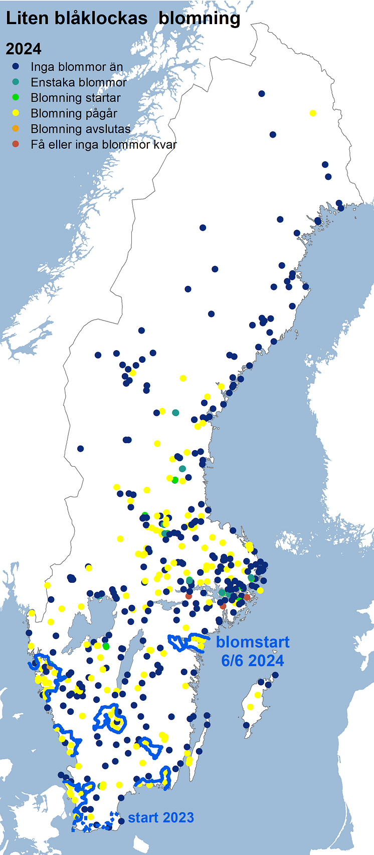 Liten blåklocka blomning 2024.png