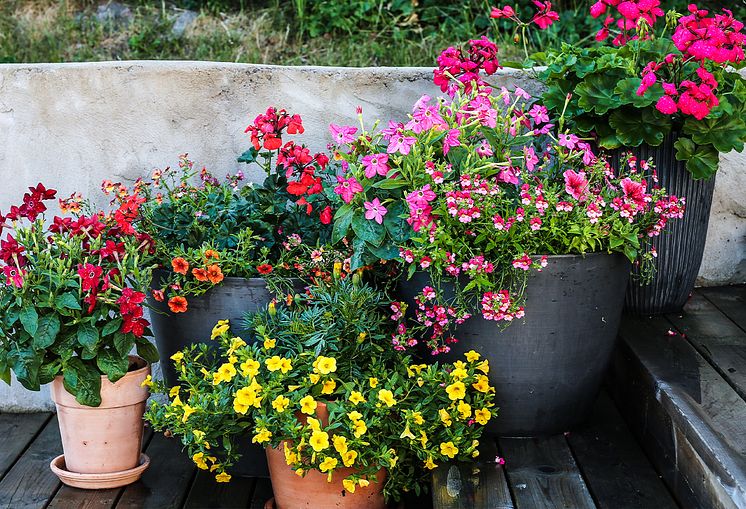 Blomsterfrämjandet Petunior sommarblommor 