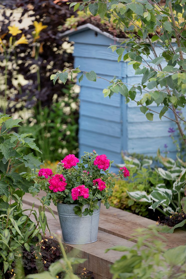 Pelargoner i trädgården