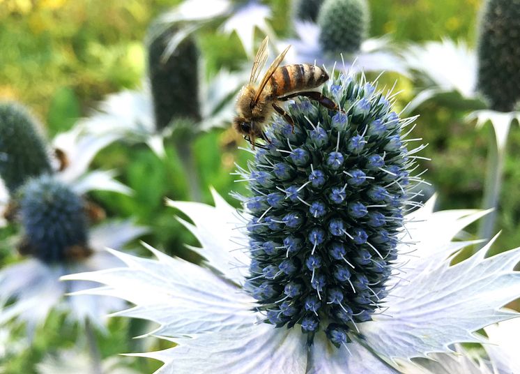 Bina samlar pollen om hösten