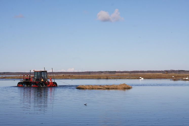 Restaureringen av Hornborgasjön