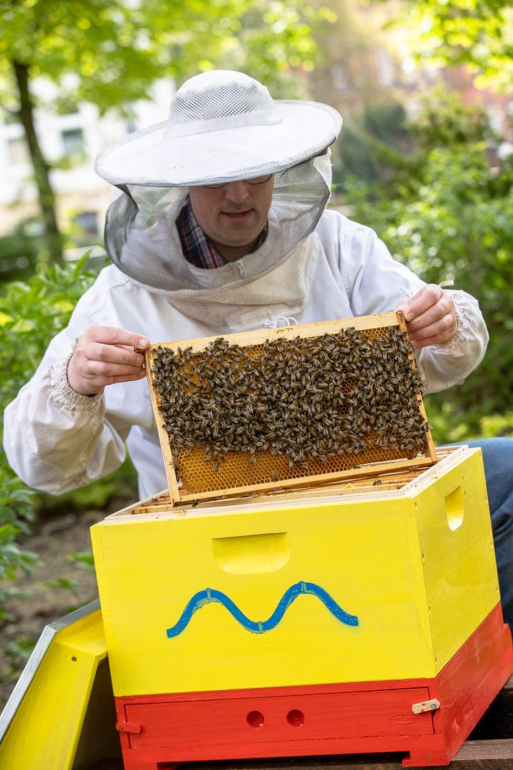 Imker Dennis Volland siedelt Bienenvolk um