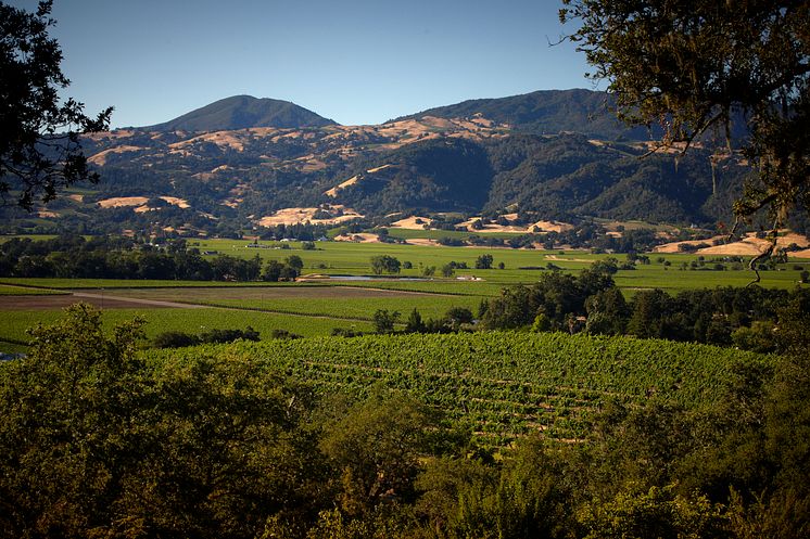 Rodney Strong Vineyards i Alexander Valley, Kalifornien.