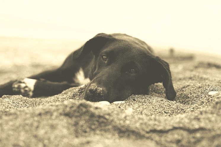 Hund som vilar i sanden