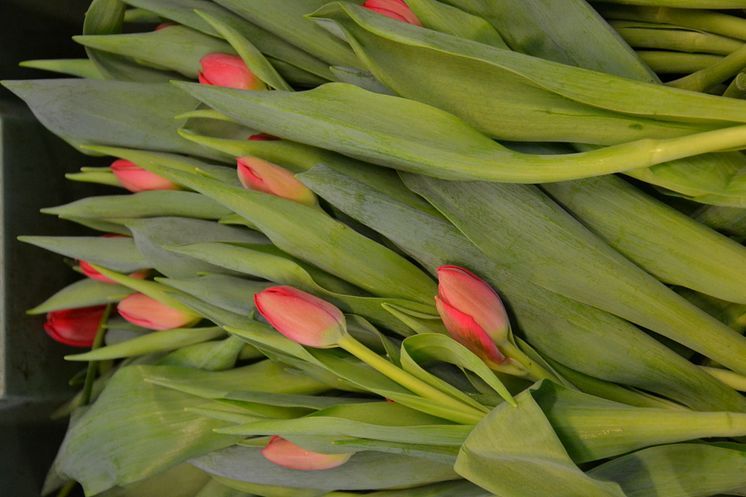 Målsta Blommor