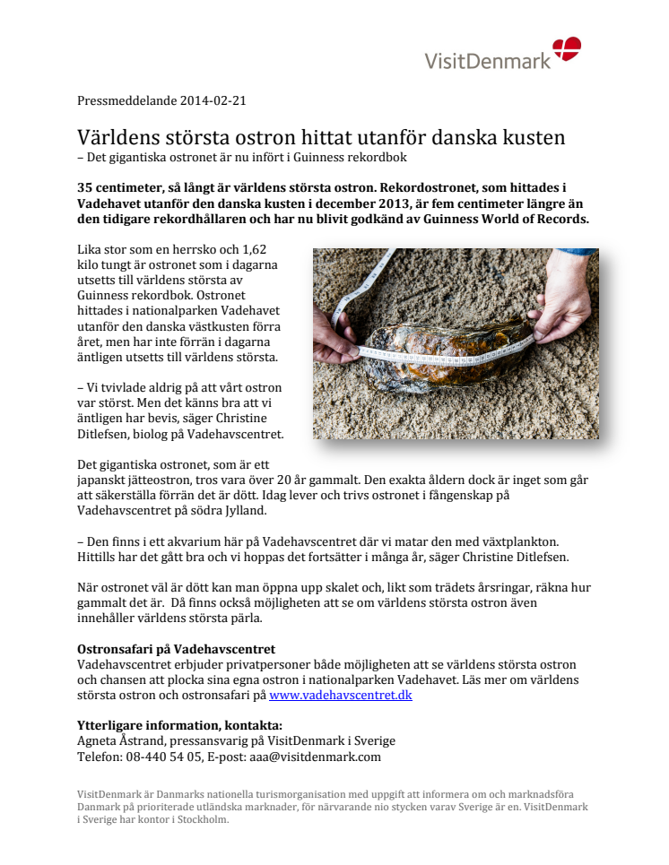 Världens största ostron hittat utanför danska kusten 