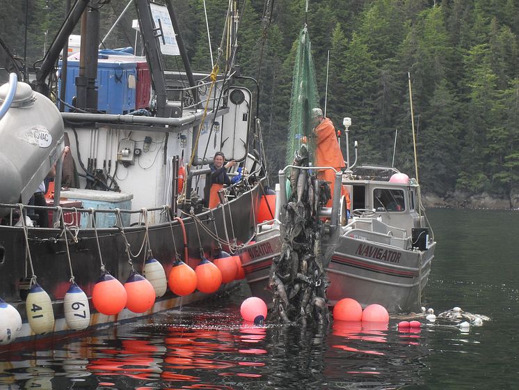 RS17825_Navigator Hauling in their Catch (Alaska salmon)