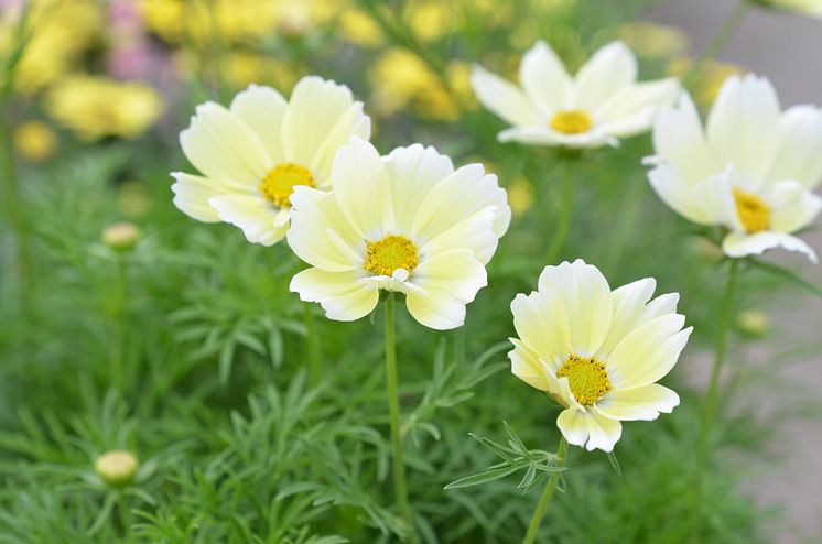 Cosmos Xanthos Yellow 